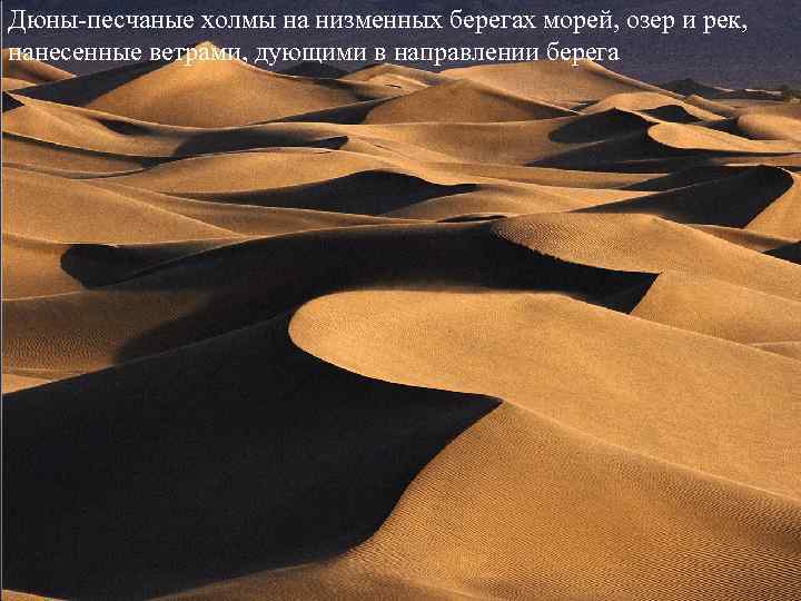 Дюны-песчаные холмы на низменных берегах морей, озер и рек, нанесенные ветрами, дующими в направлении