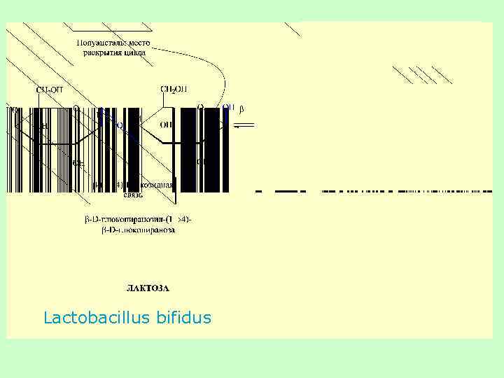 Lactobacillus bifidus 