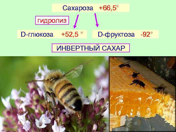 Сахароза +66, 5° гидролиз D-глюкоза +52, 5 ° D-фруктоза -92° ИНВЕРТНЫЙ САХАР Мед –