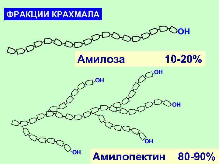 ФРАКЦИИ КРАХМАЛА Амилоза 10 -20% Амилопектин 80 -90% 