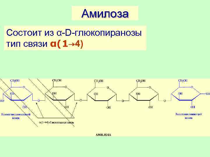 Схема образования амилозы