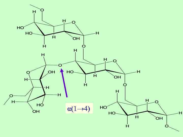 α(1→ 6) α(1→ 4) 