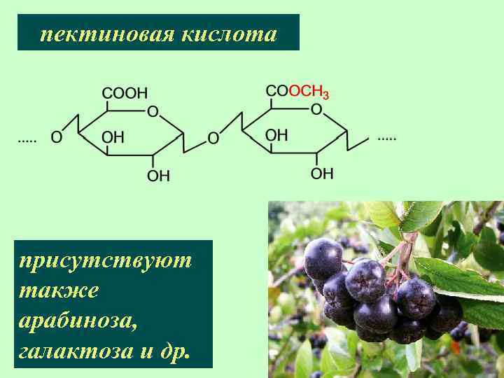 пектиновая кислота присутствуют также арабиноза, галактоза и др. 