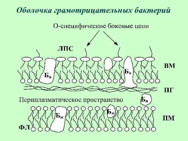 Оболочка грамотрицательных бактерий 