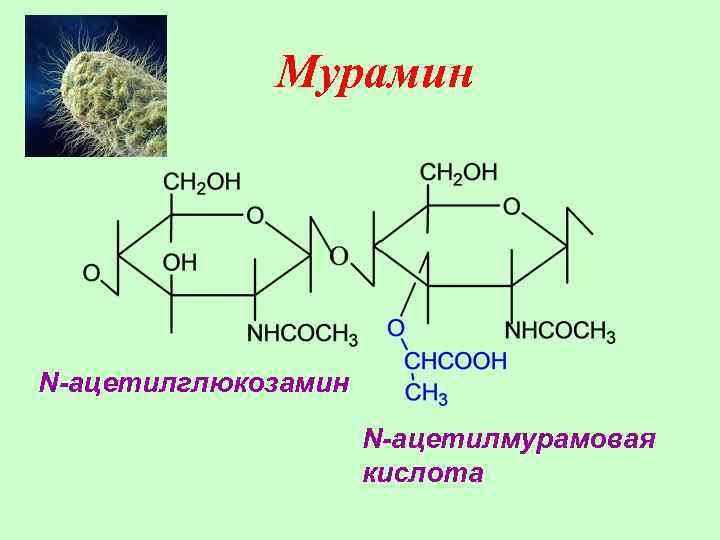 Мурамин N-ацетилглюкозамин N-ацетилмурамовая кислота 