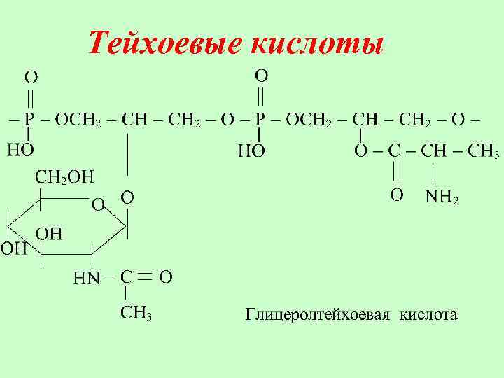 Тейхоевые кислоты 