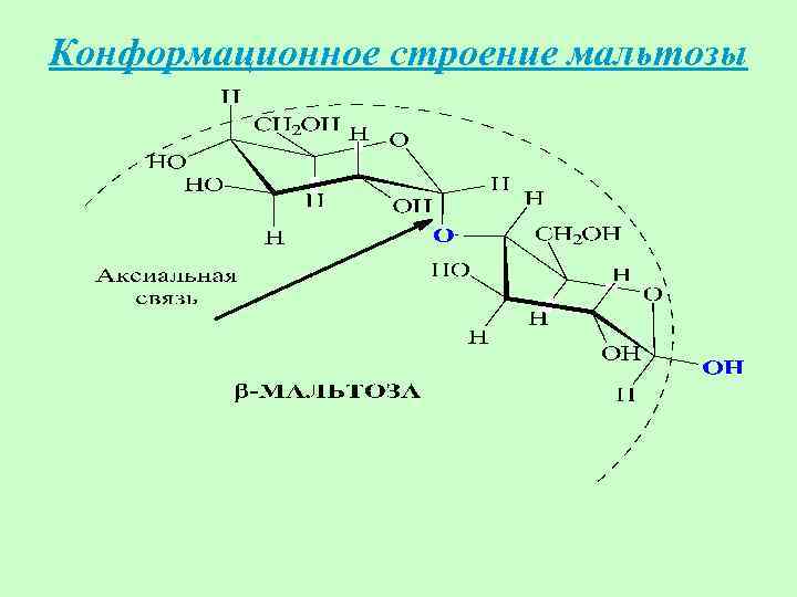 Конформационное строение мальтозы 