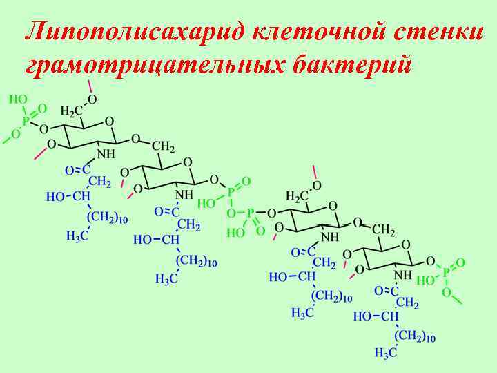 Липополисахарид клеточной стенки грамотрицательных бактерий 