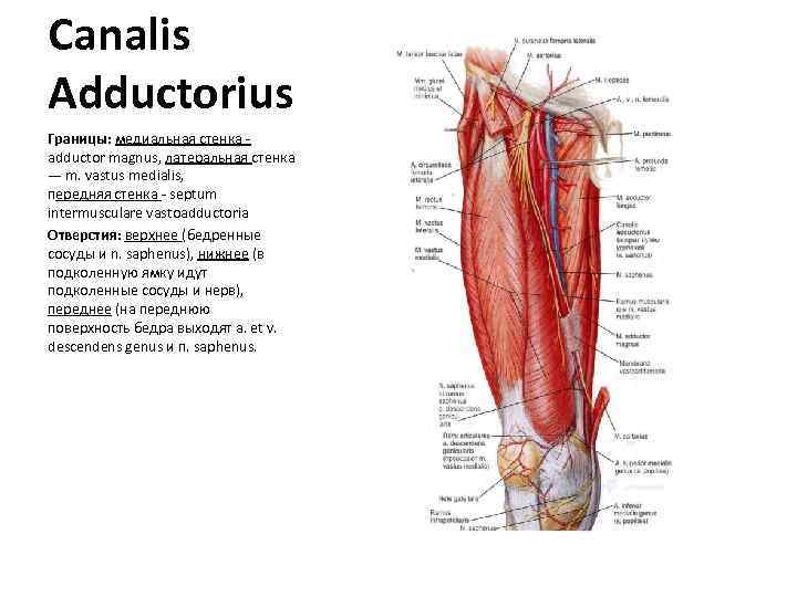 Canalis Adductorius Границы: медиальная стенка - adductor magnus, латеральная стенка — m. vastus medialis,