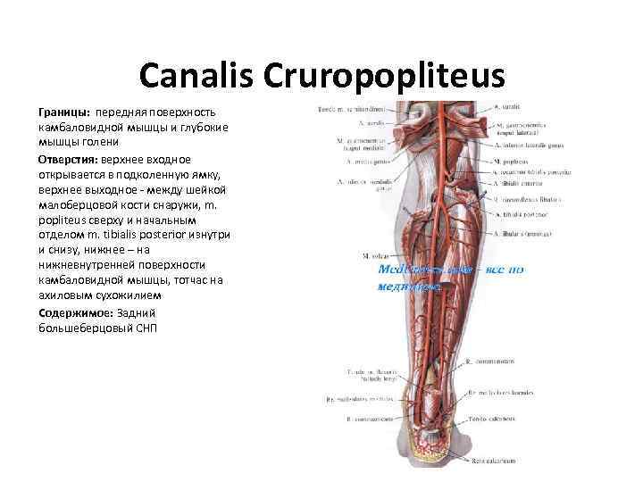 Canalis Cruropopliteus Границы: передняя поверхность камбаловидной мышцы и глубокие мышцы голени Отверстия: верхнее входное