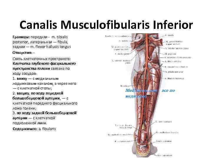 Canalis Musculofibularis Inferior Границы: передняя - m. tibialis posterior, латеральная — fibula, задняя —