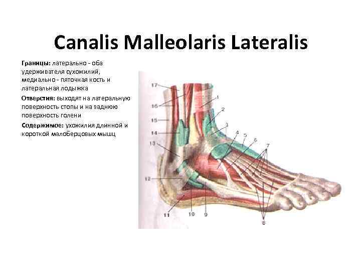 Canalis Malleolaris Lateralis Границы: латерально - оба удерживателя сухожилий, медиально - пяточная кость и