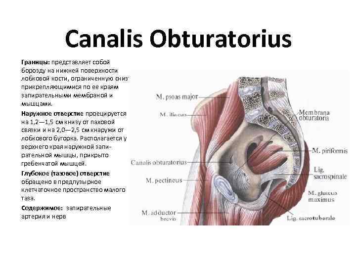 Canalis Obturatorius Границы: представляет собой борозду на нижней поверхности лобковой кости, ограниченную снизу прикрепляющимися