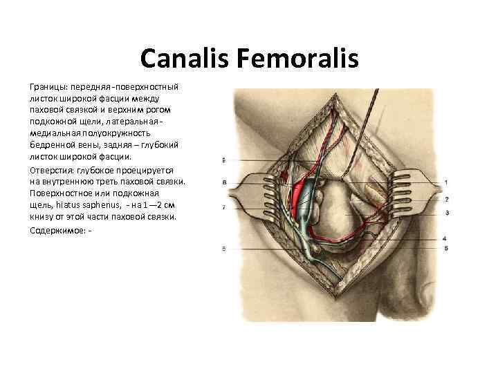 Canalis Femoralis Границы: передняя -поверхностный листок широкой фасции между паховой связкой и верхним рогом