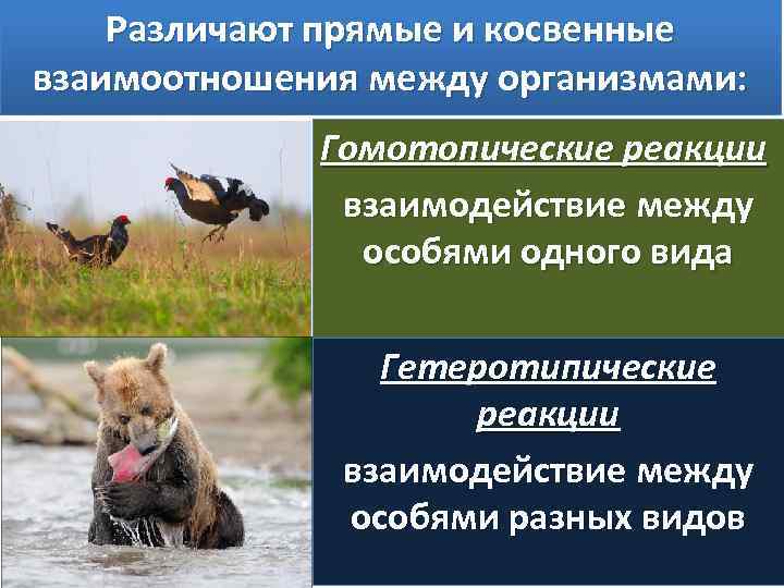 Картинки межвидовые отношения