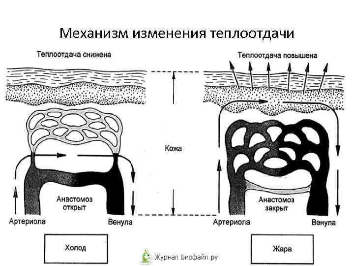 Механизм изменения теплоотдачи 