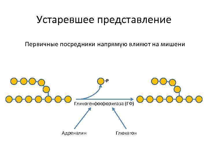 Устаревшее представление Первичные посредники напрямую влияют на мишени -P Гликогенфосфорилаза (ГФ) Адреналин Глюкагон 