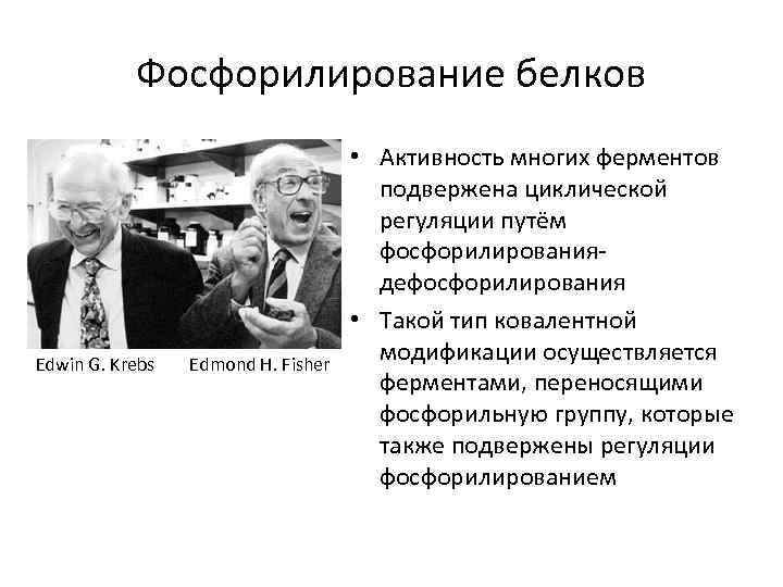 Фосфорилирование белков Edwin G. Krebs Edmond H. Fisher • Активность многих ферментов подвержена циклической