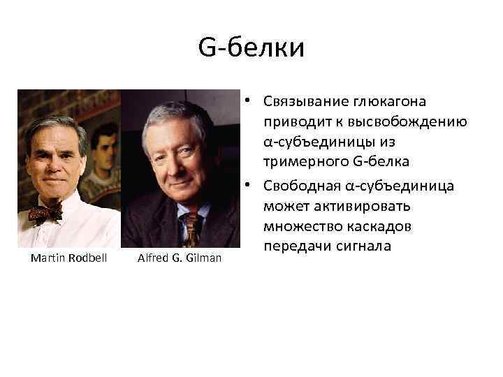 G-белки Martin Rodbell Alfred G. Gilman • Связывание глюкагона приводит к высвобождению α-субъединицы из