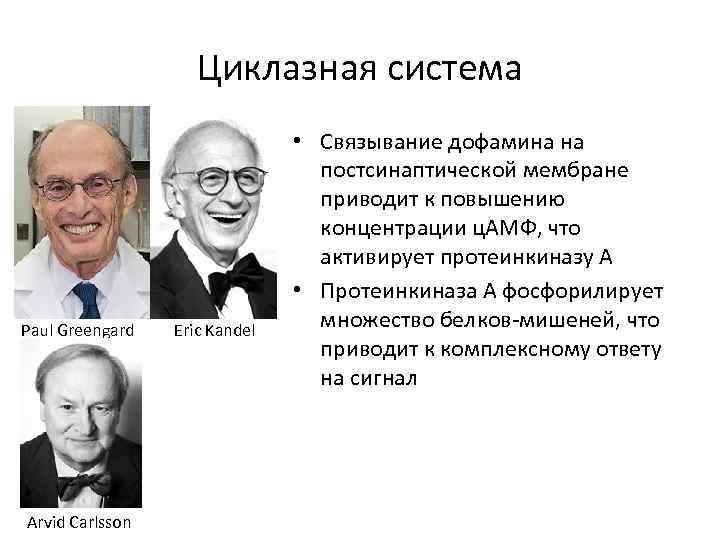 Циклазная система Paul Greengard Arvid Carlsson Eric Kandel • Связывание дофамина на постсинаптической мембране