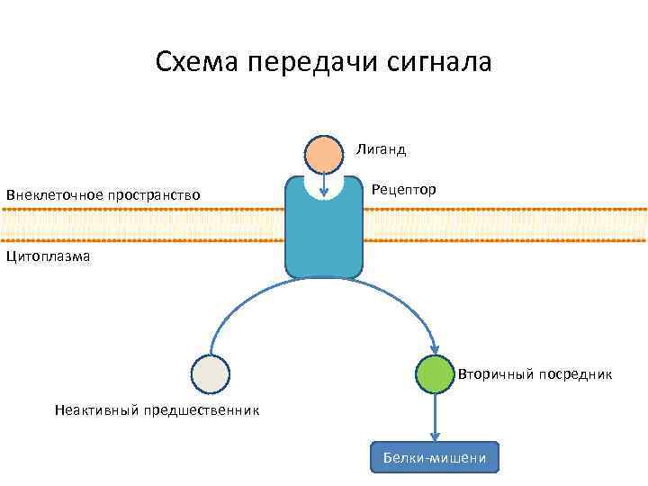 Схема передачи сигнала Лиганд Внеклеточное пространство Рецептор Цитоплазма Вторичный посредник Неактивный предшественник Белки-мишени 