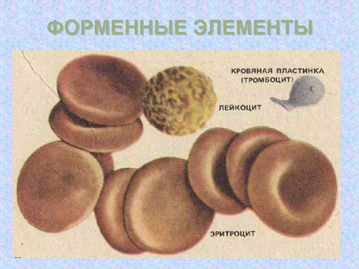 ФОРМЕННЫЕ ЭЛЕМЕНТЫ 