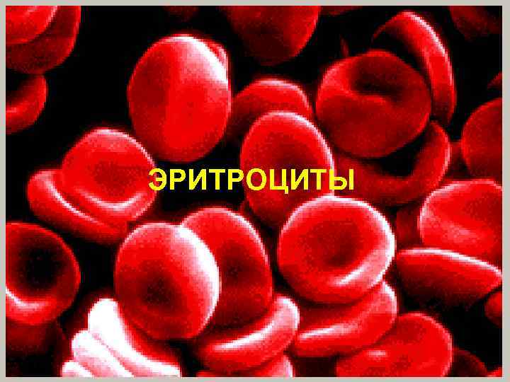 ЭРИТРОЦИТЫ 