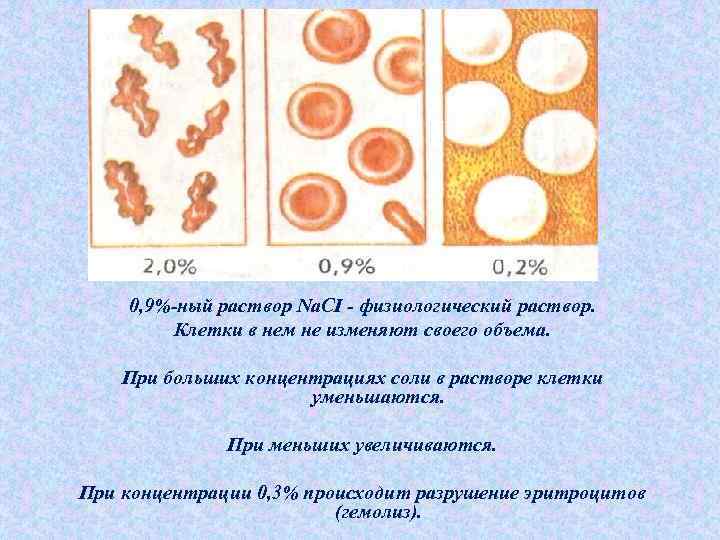 Физиологический раствор соответствует. Эритроциты в различных растворах. Концентрация эритроцитов. Эритроциты в разных концентрациях. Физиологический раствор это гипотонический.