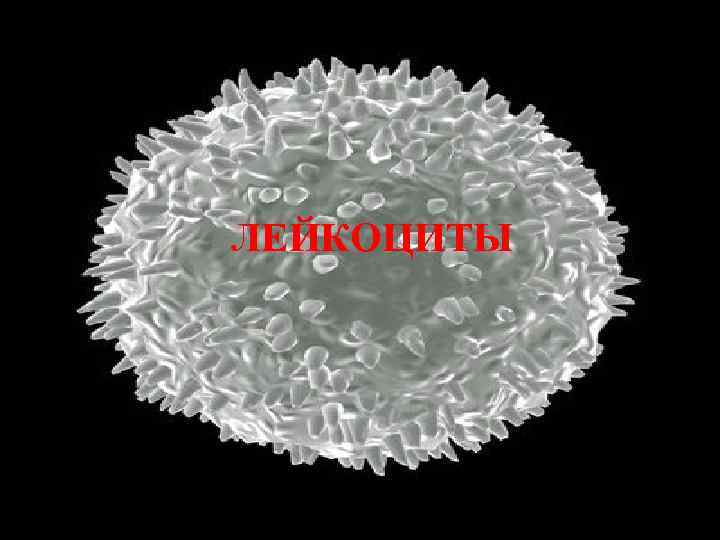 ЛЕЙКОЦИТЫ 
