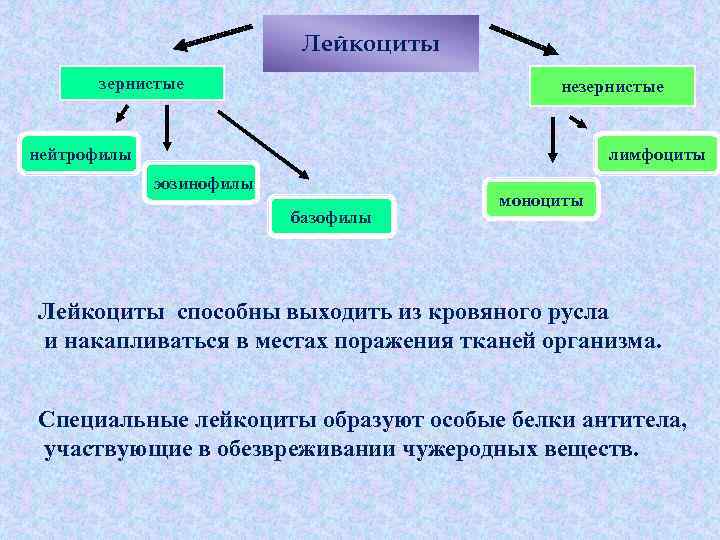Лейкоциты зернистые незернистые лимфоциты нейтрофилы эозинофилы базофилы моноциты Лейкоциты способны выходить из кровяного русла