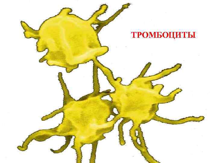 ТРОМБОЦИТЫ 