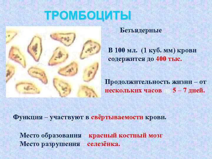 ТРОМБОЦИТЫ Безъядерные В 100 мл. (1 куб. мм) крови содержится до 400 тыс. Продолжительность