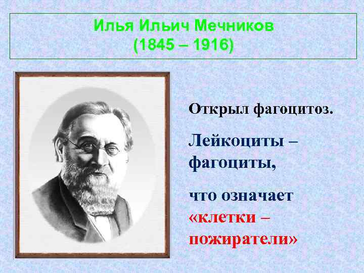 Илья Ильич Мечников (1845 – 1916) Открыл фагоцитоз. Лейкоциты – фагоциты, что означает «клетки