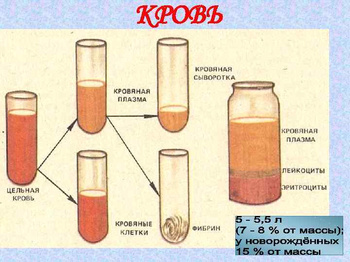 Кровяная сыворотка это