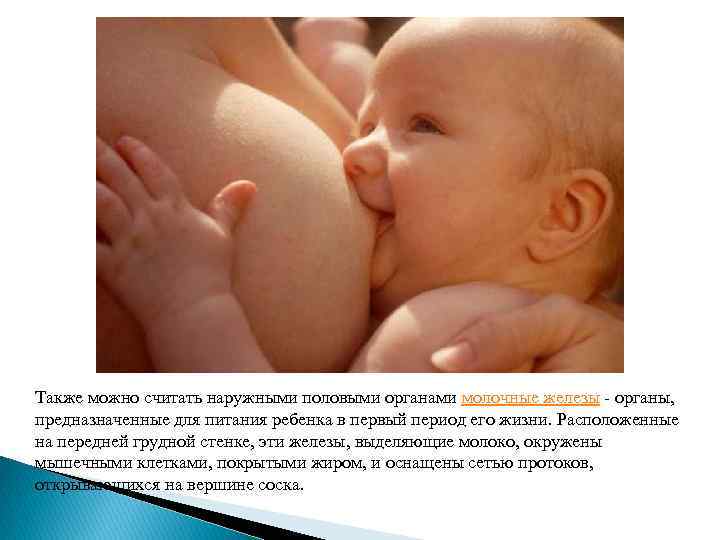 Также можно считать наружными половыми органами молочные железы - органы, предназначенные для питания ребенка