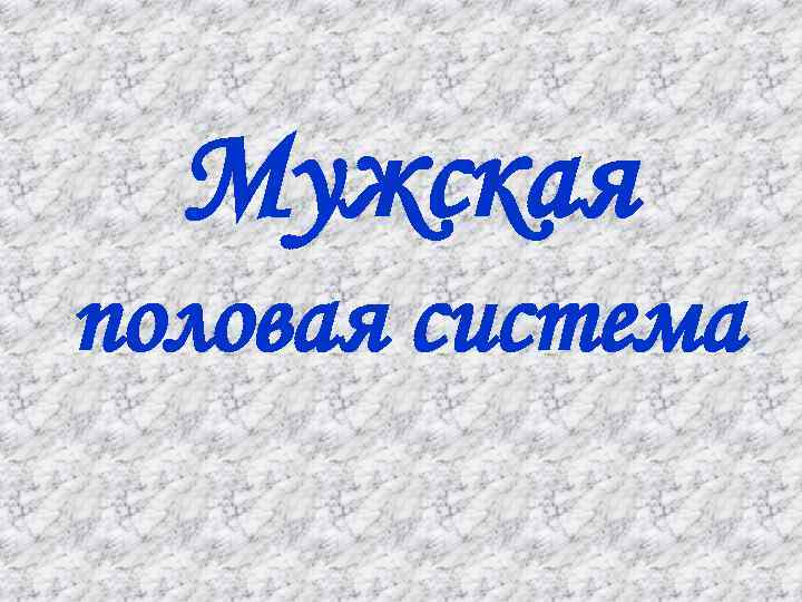 Мужская половая система 