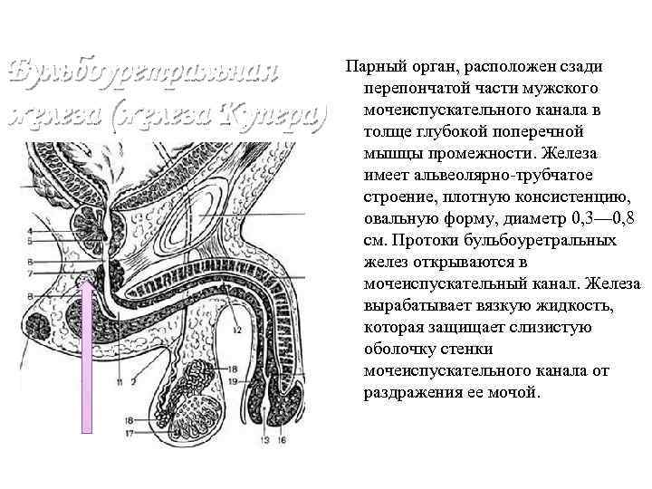 Бульбоуретральная железа (железа Купера) Парный орган, расположен сзади перепончатой части мужского мочеиспускательного канала в