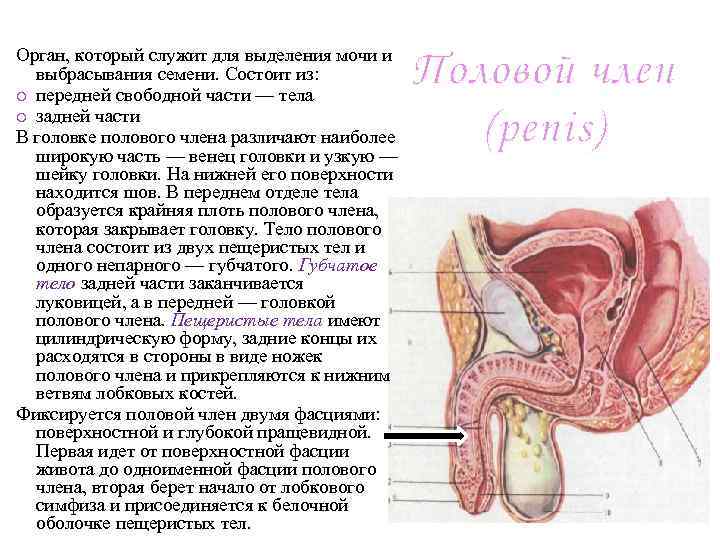 Орган, который служит для выделения мочи и выбрасывания семени. Состоит из: o передней свободной