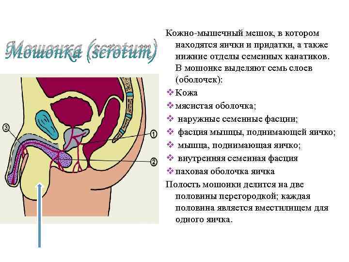 Мошонка (scrotum) Кожно-мышечный мешок, в котором находятся яички и придатки, а также нижние отделы