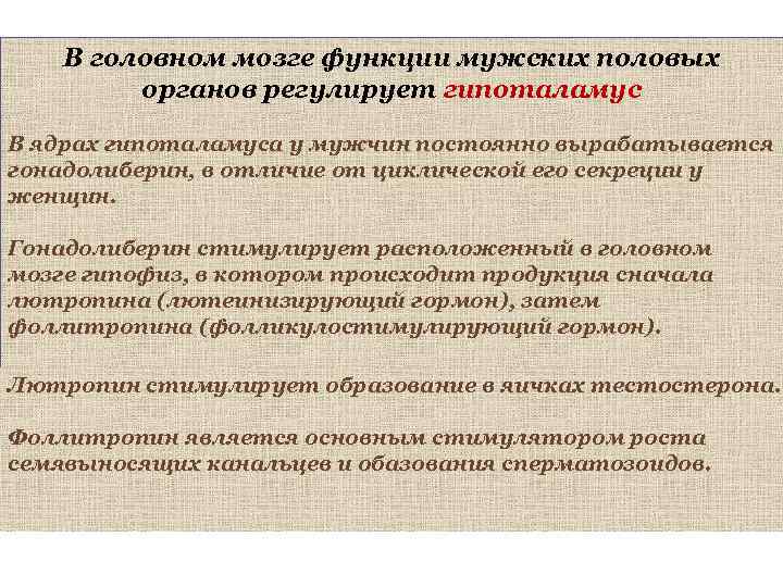 В головном мозге функции мужских половых органов регулирует гипоталамус В ядрах гипоталамуса у мужчин