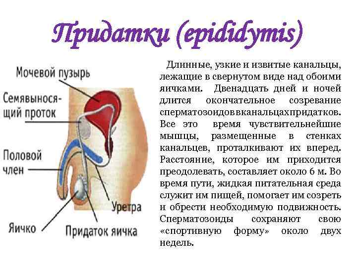 Придатки (epididymis) Длинные, узкие и извитые канальцы, лежащие в свернутом виде над обоими яичками.