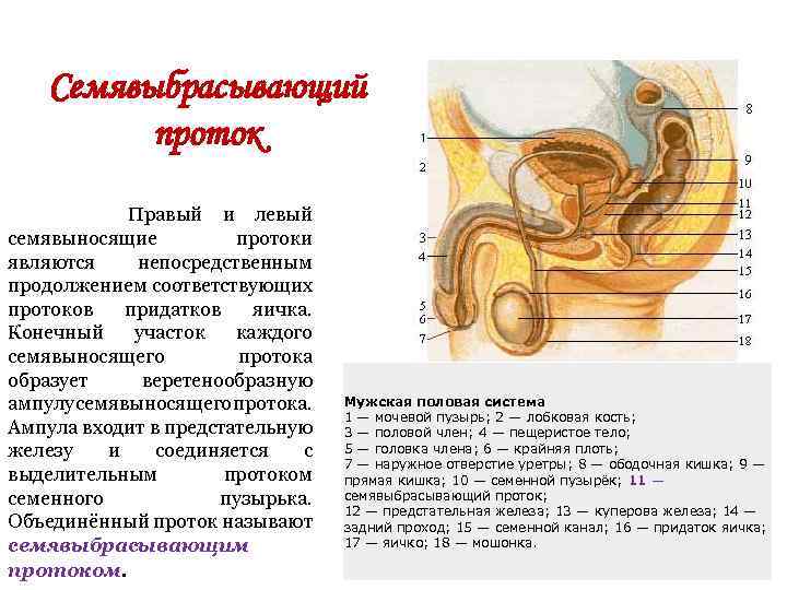 Строение мужского полового органа картинка