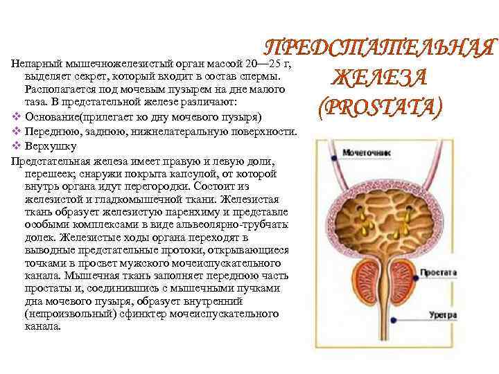 Предстательная железа это