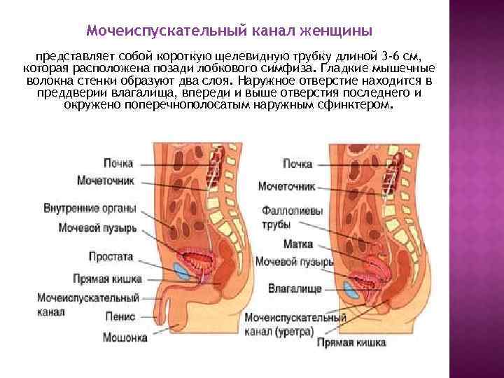 Женский канал. Стенки мочеиспускательного канала. Функции мочеиспускательного канала в организме человека. Мочеиспускательный канал функции кратко. Женский мочеиспускательный канал начинается от.