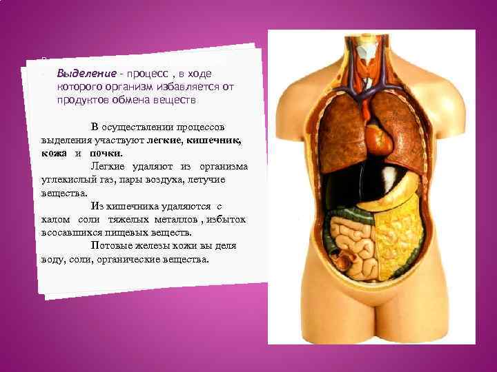 В процессе обмена веществ в организме • Выделение – процесс , в ходе которого