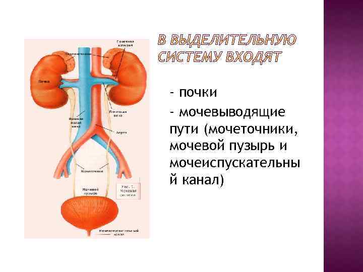 - почки - мочевыводящие пути (мочеточники, мочевой пузырь и мочеиспускательны й канал) 