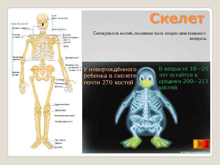 Скелет Совокупность костей, пассивная часть опорно-двигательного аппарата. У новорождённого ребенка в скелете почти 270