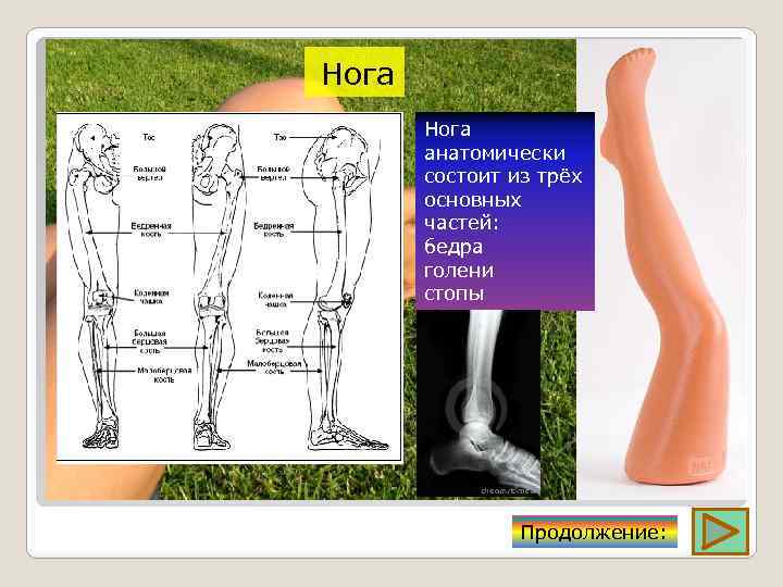 Нога анатомически состоит из трёх основных частей: бедра голени стопы Продолжение: 