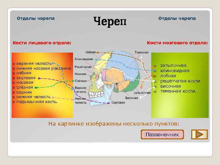 Отделы черепа Кости лицевого отдела: o o o o o верхняя челюсть нижняя носовая