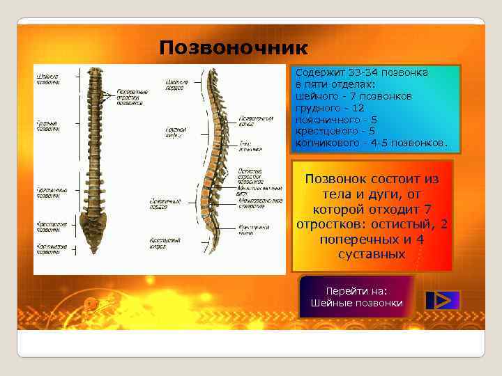 Позвоночник Содержит 33 -34 позвонка в пяти отделах: шейного - 7 позвонков грудного -